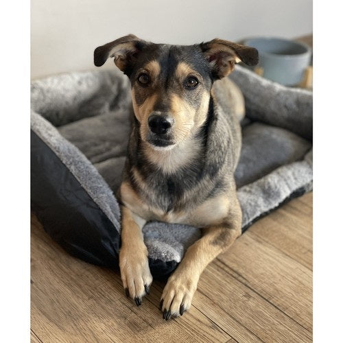 Легло за кучета и котки Purlov, 45x60 см, сиво/черно